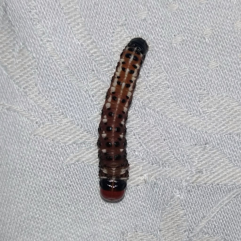 Bryotropha domestica? No, Gortyna flavago - Noctuidae